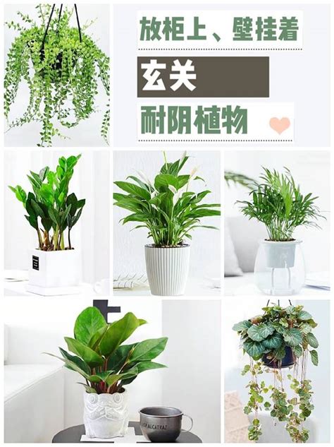 玄關植栽|玄關可以放什麼植物？常綠植物最適合，黃金葛、發財。